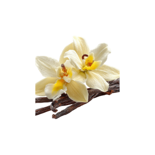 Vanilla Bean Absolute