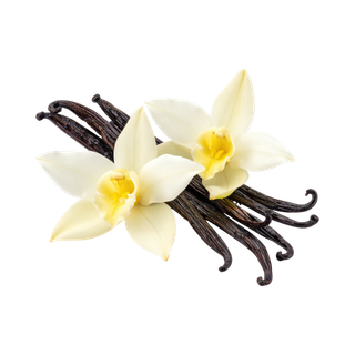 Vanilla Absolute