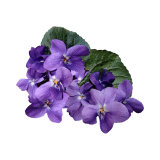 Violet
