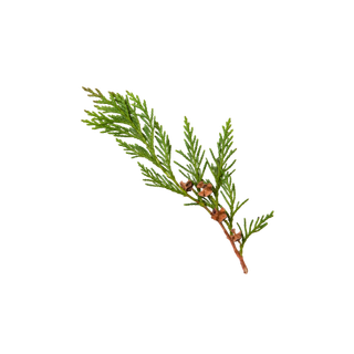 Virginia Cedar