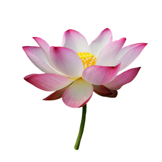 Water Lily