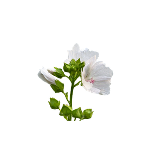 White Musk