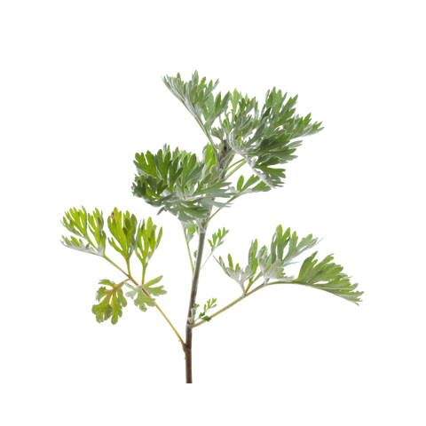 Wormwood