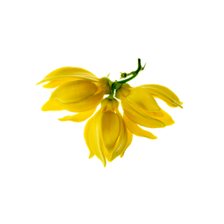 Ylang Ylang