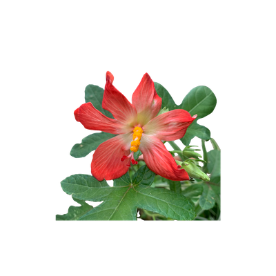 Ambrette Seed