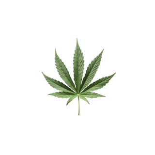 Cannabis