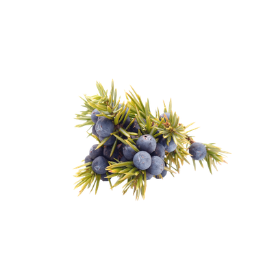 Juniper Berries