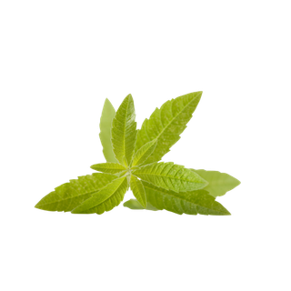 Lemon Verbena