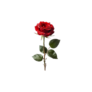 Moroccan Rose