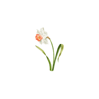 Narcissus
