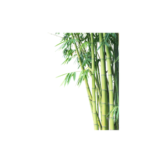 Bamboo