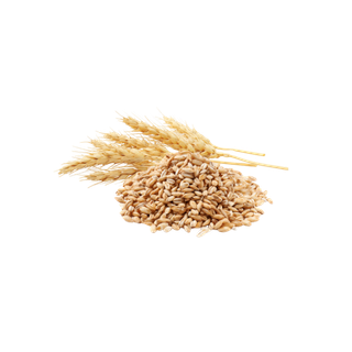 Barley