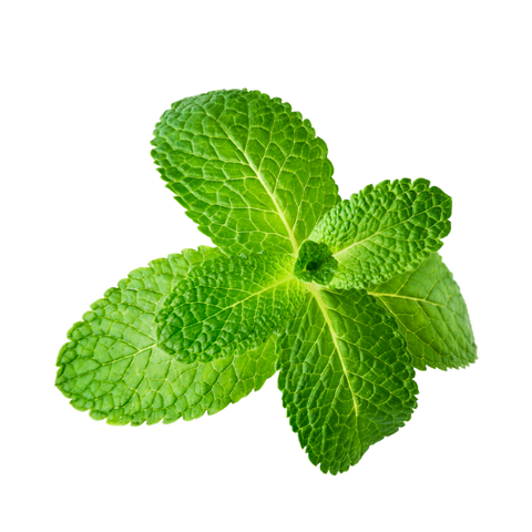 Basil