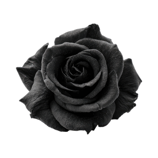 Black Rose