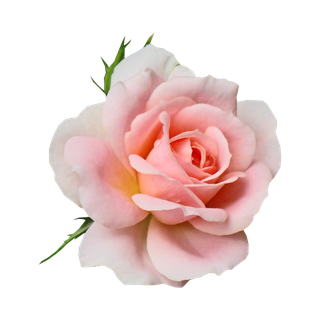 Bulgarian Rose