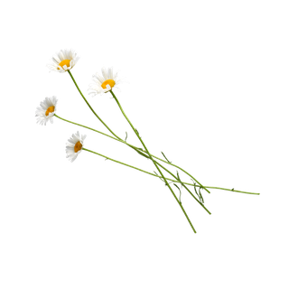 Chamomile