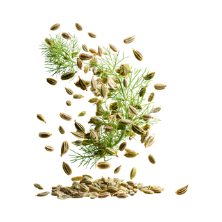 Fennel