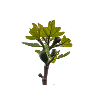 Fig Tree