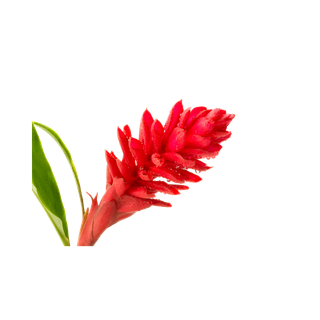 Ginger Flower