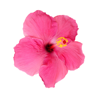 Hibiscus