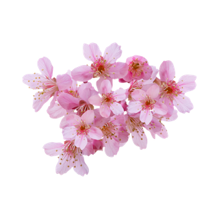 Japanese Cherry Blossom