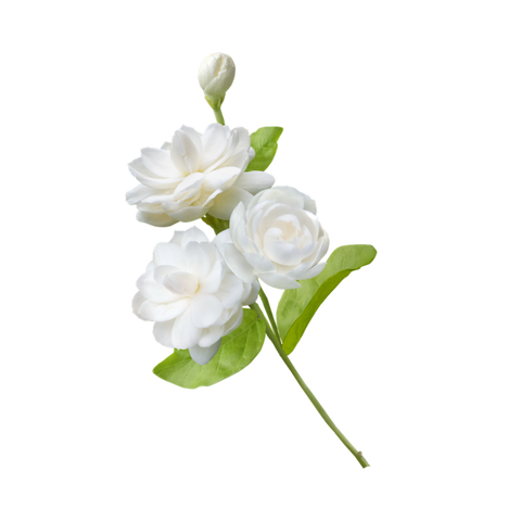Jasmine
