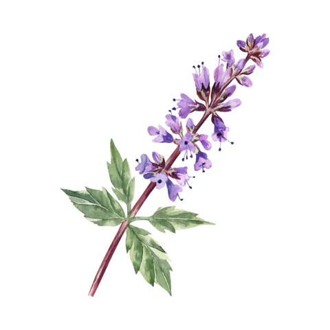 Patchouli