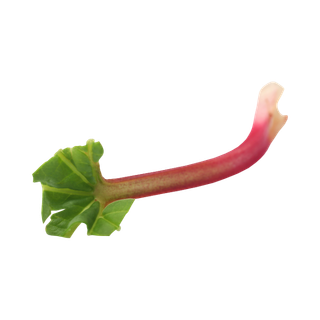 Rhubarb