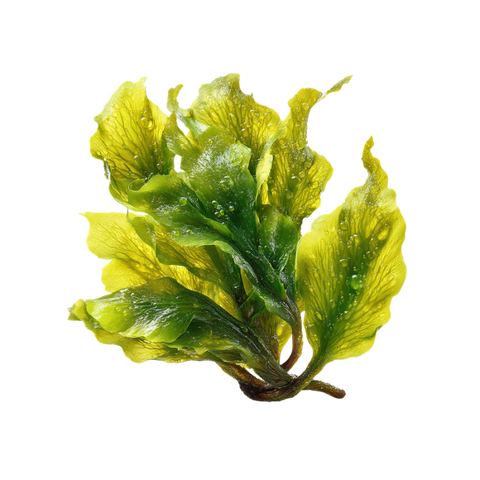 Seaweed