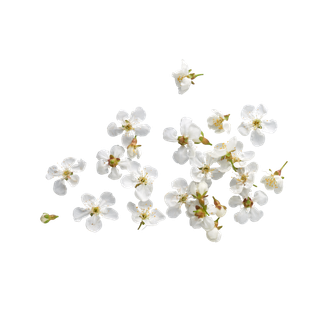 White Flowers