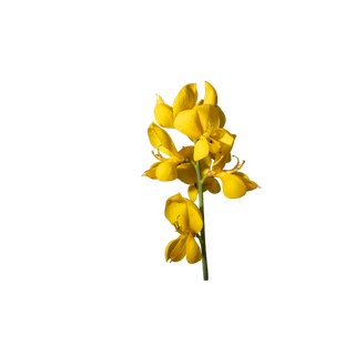 Scotch Broom