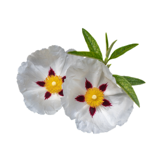 Spanish Labdanum